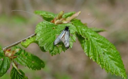 Adela reaumurella